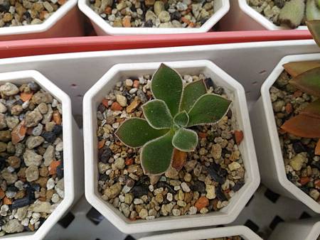 紅輝壽的夏日考驗（初栽）｜枯萎後的小芽重生，抗暑之路仍在繼續