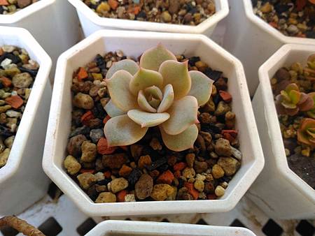 蘿拉的光影追尋|從明亮出發,卻在陰影中靜靜散場 蘿拉的光影追尋|從明亮出發,卻在陰影中靜靜散場