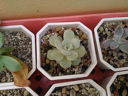 蘿拉的光影追尋|從明亮出發,卻在陰影中靜靜散場 蘿拉的光影追尋|從明亮出發,卻在陰影中靜靜散場