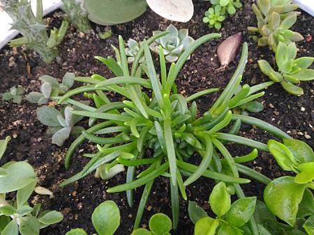 麗晃的堅強日記｜蟲蟲咬不掉它的綠意