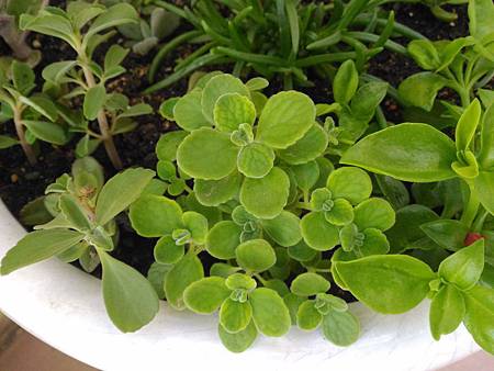 小圓葉到手香的濃烈告別｜香氣太積極，被請出了舞台