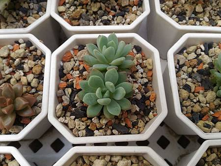 立田的大長腿人生｜本來很美，一熱就拉高了比例