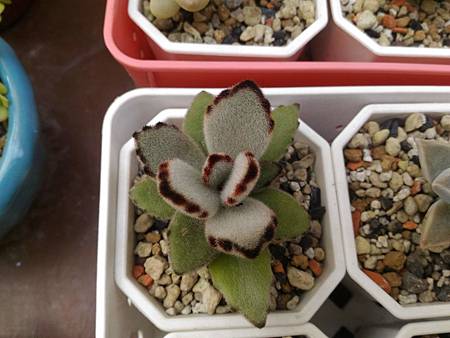 月兔耳的爆發力（初栽）｜瞬間蔓延的綠色小軍團