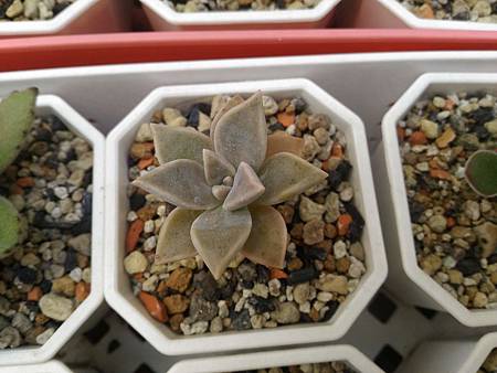 朧月的夏日驚魂記｜忽然變黑差點嚇壞人，還好救得回來