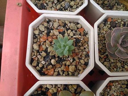 蔓蓮的生長小劇場｜觸手不停長，夏天差點撐不過