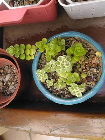 (斑葉)嬰兒景天的短暫美夢|彎彎長長地長著,卻沒躲過夏天的熱 (斑葉)嬰兒景天的短暫美夢|彎彎長長地長著,卻沒躲過夏天的熱