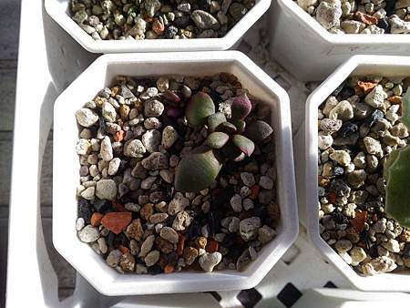 櫻吹雪的茁壯旅程|從葉片走來,踏實的成長著 櫻吹雪的茁壯旅程|從葉片走來,踏實的成長著