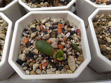 櫻吹雪的茁壯旅程|從葉片走來,踏實的成長著 櫻吹雪的茁壯旅程|從葉片走來,踏實的成長著