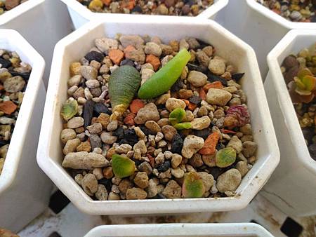 櫻吹雪的茁壯旅程|從葉片走來,踏實的成長著 櫻吹雪的茁壯旅程|從葉片走來,踏實的成長著