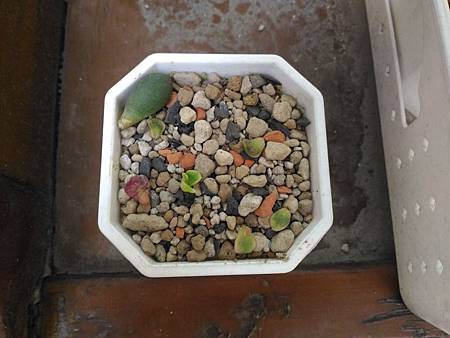 櫻吹雪的茁壯旅程|從葉片走來,踏實的成長著 櫻吹雪的茁壯旅程|從葉片走來,踏實的成長著