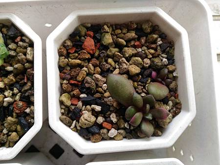 櫻吹雪的茁壯旅程｜從葉片走來，踏實的成長著