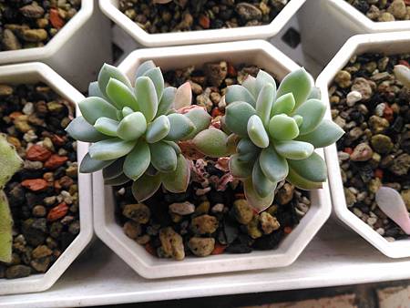 立田的大長腿人生｜本來很美，一熱就拉高了比例