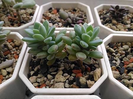 立田的大長腿人生｜本來很美，一熱就拉高了比例