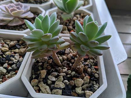 立田的大長腿人生｜本來很美，一熱就拉高了比例