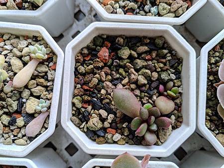 櫻吹雪的茁壯旅程｜從葉片走來，踏實的成長著