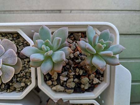 立田的大長腿人生｜本來很美，一熱就拉高了比例