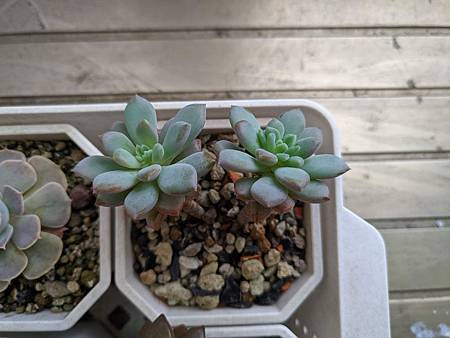 立田的大長腿人生｜本來很美，一熱就拉高了比例