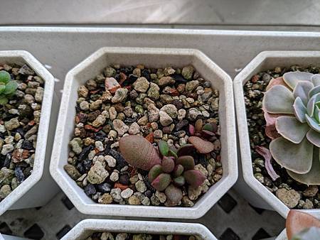 櫻吹雪的茁壯旅程｜從葉片走來，踏實的成長著