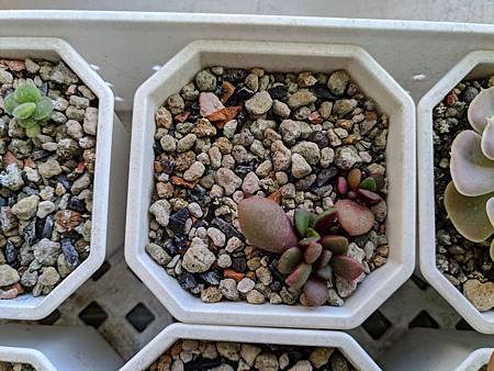 櫻吹雪的茁壯旅程｜從葉片走來，踏實的成長著