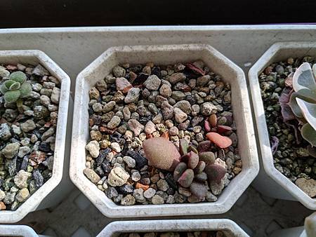 櫻吹雪的茁壯旅程｜從葉片走來，踏實的成長著