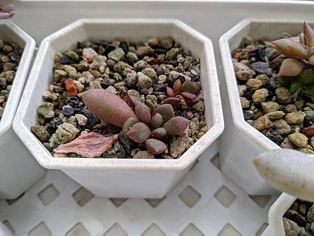 櫻吹雪的茁壯旅程｜從葉片走來，踏實的成長著