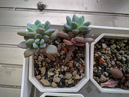 立田的大長腿人生｜本來很美，一熱就拉高了比例