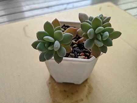 立田的大長腿人生｜本來很美，一熱就拉高了比例