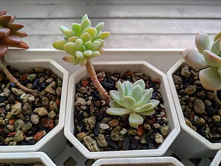 立田的大長腿人生｜本來很美，一熱就拉高了比例