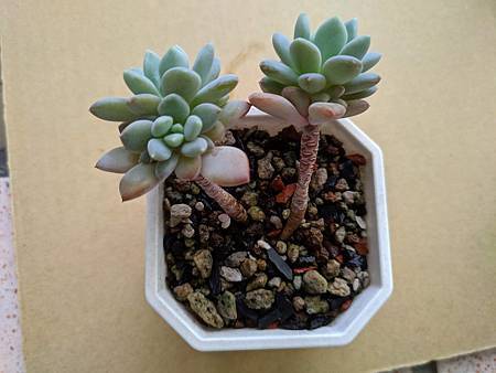 立田的大長腿人生｜本來很美，一熱就拉高了比例