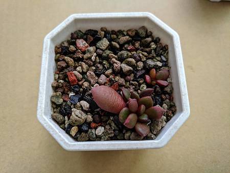 櫻吹雪的茁壯旅程｜從葉片走來，踏實的成長著