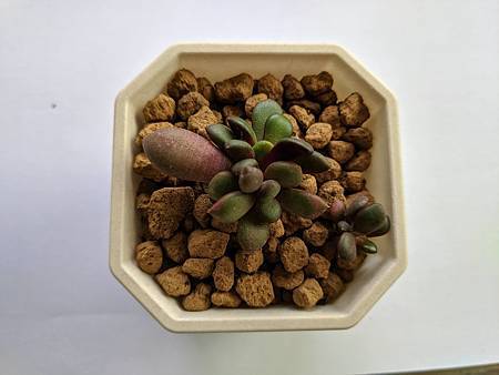 櫻吹雪的茁壯旅程｜從葉片走來，踏實的成長著