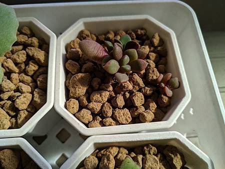 櫻吹雪的茁壯旅程｜從葉片走來，踏實的成長著