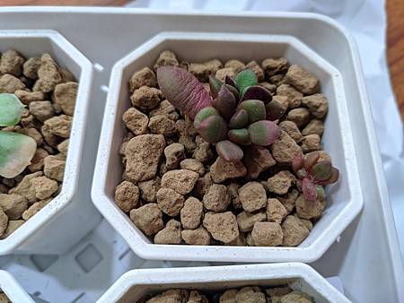 櫻吹雪的茁壯旅程｜從葉片走來，踏實的成長著