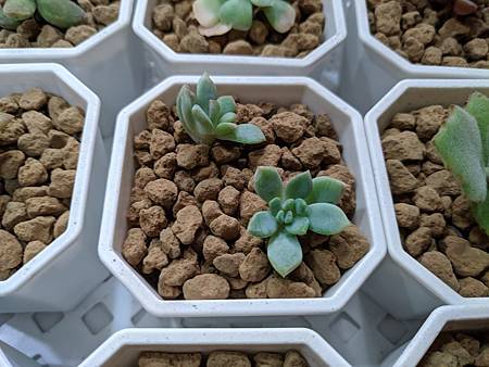 立田的大長腿人生｜本來很美，一熱就拉高了比例