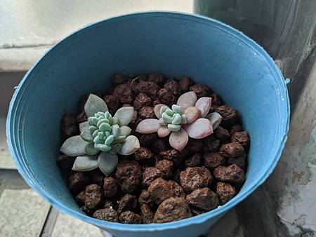 立田的大長腿人生｜本來很美，一熱就拉高了比例