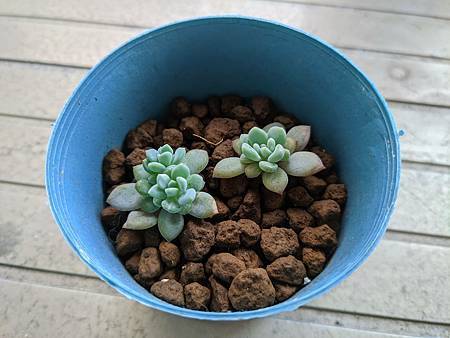 立田的大長腿人生｜本來很美，一熱就拉高了比例