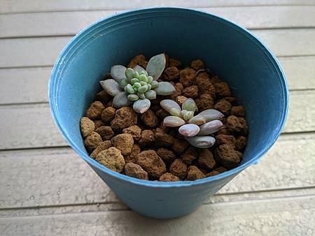 立田的大長腿人生｜本來很美，一熱就拉高了比例