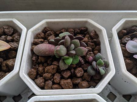 櫻吹雪的茁壯旅程｜從葉片走來，踏實的成長著