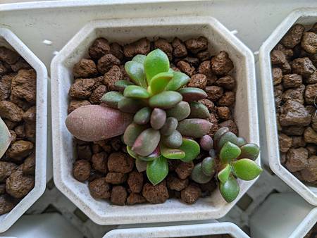 櫻吹雪的茁壯旅程｜從葉片走來，踏實的成長著