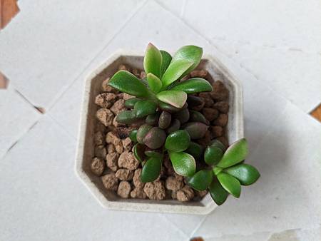 櫻吹雪的茁壯旅程｜從葉片走來，踏實的成長著