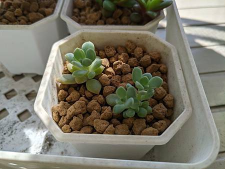 立田的大長腿人生｜本來很美，一熱就拉高了比例