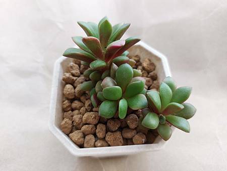 櫻吹雪的茁壯旅程｜從葉片走來，踏實的成長著