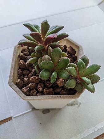 櫻吹雪的茁壯旅程｜從葉片走來，踏實的成長著