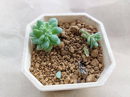 立田的大長腿人生｜本來很美，一熱就拉高了比例