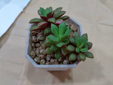 櫻吹雪的茁壯旅程｜從葉片走來，踏實的成長著