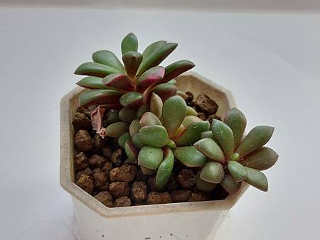 櫻吹雪的茁壯旅程｜從葉片走來，踏實的成長著