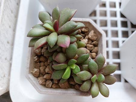 櫻吹雪的茁壯旅程｜從葉片走來，踏實的成長著