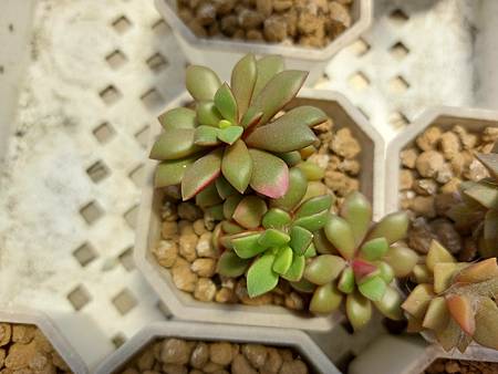 櫻吹雪的茁壯旅程｜從葉片走來，踏實的成長著