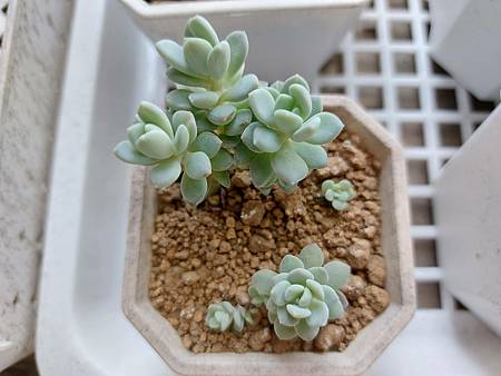 立田的大長腿人生｜本來很美，一熱就拉高了比例