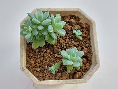 立田的大長腿人生｜本來很美，一熱就拉高了比例